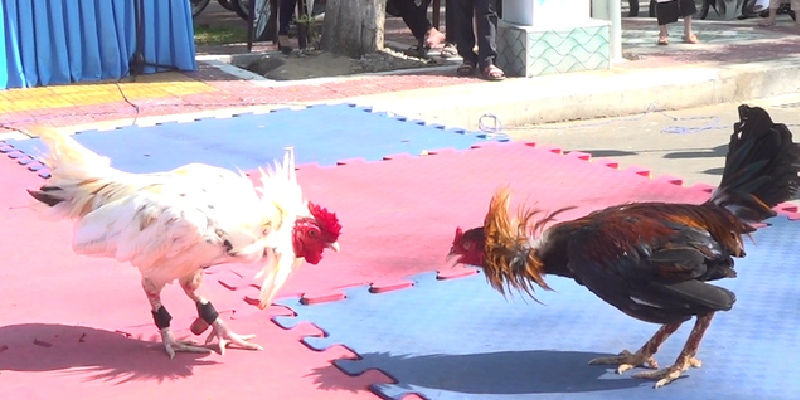 Những điểm cần chú ý khi chơi đá gà tre