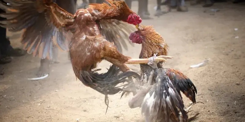Những điểm khác biệt của đá gà cựa dao