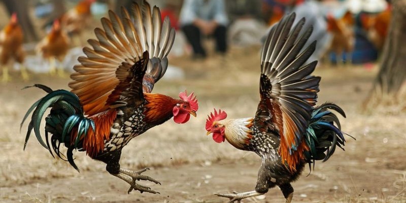 Tìm hiểu kỹ về nhà cái tránh lừa đảo