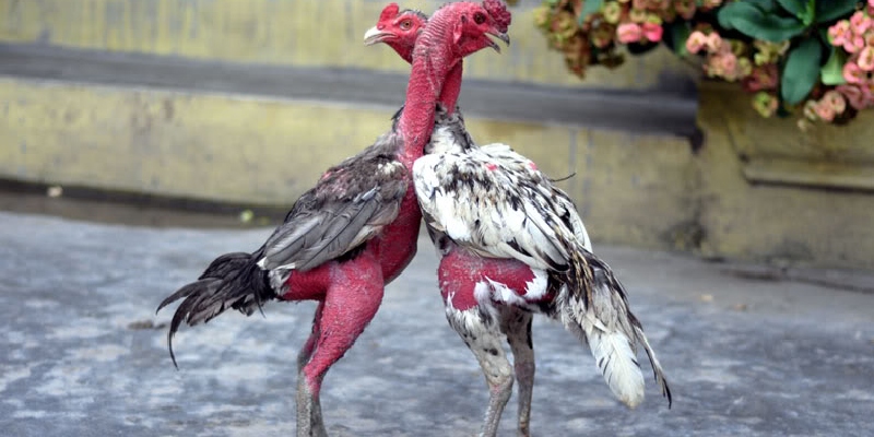 Tìm hiểu sơ lược về đá gà nòi